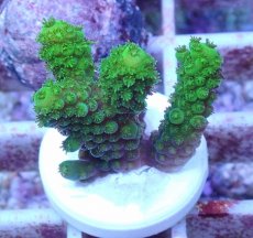 画像2: No.152 フィジー産 ツツユビミドリイシ (2)