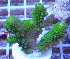 画像1: No.153 フィジー産 ツツユビミドリイシ (1)