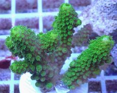 画像2: No.153 フィジー産 ツツユビミドリイシ (2)