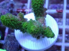 画像2: No.154 フィジー産 ツツユビミドリイシ (2)