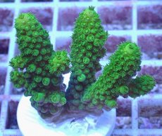 画像1: No.156 フィジー産 ツツユビミドリイシ (1)