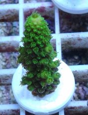 画像1: No.157 フィジー産 ツツユビミドリイシ (1)