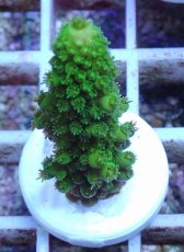 画像2: No.157 フィジー産 ツツユビミドリイシ (2)