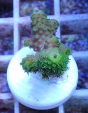 画像1: No.158 フィジー産 ツツユビミドリイシ (1)