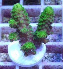 画像1: No.159 フィジー産 ツツユビミドリイシ (1)