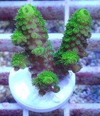 画像2: No.159 フィジー産 ツツユビミドリイシ (2)