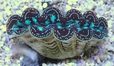 画像1: No.1 ヒメシャコガイ（写真個体）ブルーメタリック (1)