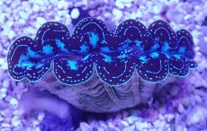 画像2: No.1 ヒメシャコガイ（写真個体）ブルーメタリック (2)