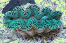 画像1: No.2 ヒメシャコガイ（写真個体）ブルーメタリック　　【人気No.1】 (1)