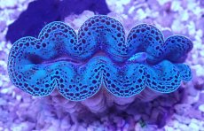 画像2: No.2 ヒメシャコガイ（写真個体）ブルーメタリック　　【人気No.1】 (2)