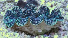 画像1: No.3 ヒメシャコガイ（写真個体）ブルーメタリック (1)