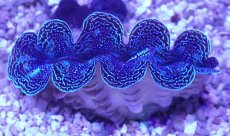 画像2: No.3 ヒメシャコガイ（写真個体）ブルーメタリック (2)