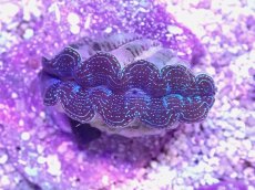 画像1: No.16 ヒメシャコガイ　ブルー (1)