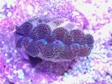 画像2: No.16 ヒメシャコガイ　ブルー (2)