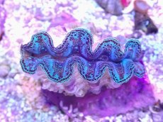 画像1: No.17 ヒメシャコガイ　ブルー (1)