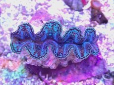 画像2: No.17 ヒメシャコガイ　ブルー (2)