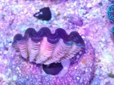 画像1: No.18 ヒメシャコガイ　ブルー (1)