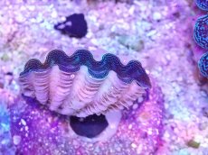 画像2: No.18 ヒメシャコガイ　ブルー (2)