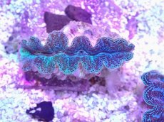 画像1: No.19 シラナミガイ　ブルーメタリック (1)