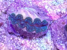 画像1: No.20 ヒメシャコガイ　ブルー (1)