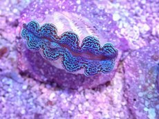 画像2: No.20 ヒメシャコガイ　ブルー (2)