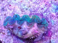 画像2: No.21 シラナミガイ　ブルーメタリック (2)