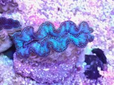 画像2: No.22 ヒメシャコガイ　スーパーメタリックブルー (2)