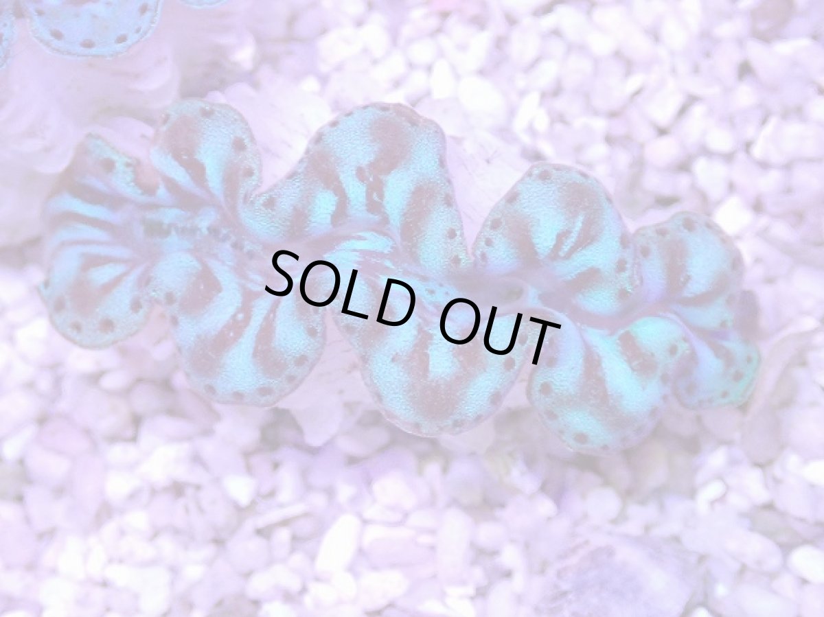 画像1: No.23 シラナミガイ　スーパーグレード個体　　【人気No.1】 (1)