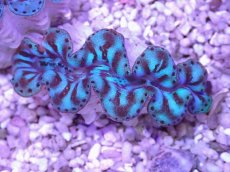 画像1: No.23 シラナミガイ　スーパーグレード個体　　【人気No.1】 (1)