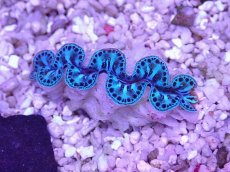 画像1: No.24 シラナミガイ　スーパーグレード個体 (1)