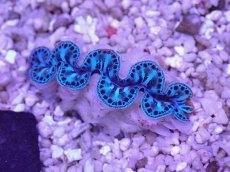 画像2: No.24 シラナミガイ　スーパーグレード個体 (2)