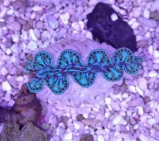 画像1: No.25 シラナミガイ　スーパーグレード個体 (1)