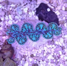 画像2: No.25 シラナミガイ　スーパーグレード個体 (2)