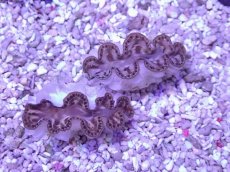 画像1: No.26 シラナミガイ　ゴールド系カラー　１個 (1)