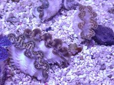 画像2: No.26 シラナミガイ　ゴールド系カラー　１個 (2)