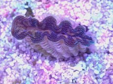 画像1: No.27 ヒメシャコガイ　カラー個体 (1)