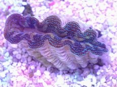 画像2: No.27 ヒメシャコガイ　カラー個体 (2)