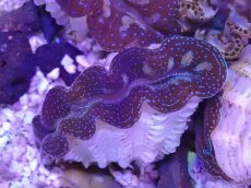 画像1: No.28 ヒメシャコガイ　カラー個体 (1)