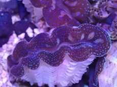 画像2: No.28 ヒメシャコガイ　カラー個体 (2)