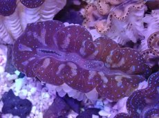 画像1: No.29 ヒメシャコガイ　カラー個体 (1)