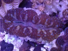 画像2: No.29 ヒメシャコガイ　カラー個体 (2)