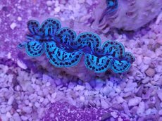 画像1: No.30 シラナミガイ　スーパーグレード個体　　【人気No.1】 (1)