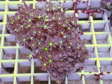 画像1: No.1 ハナヅタ　グリーンコア　　【人気No.1】 (1)