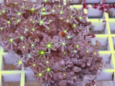 画像2: No.1 ハナヅタ　グリーンコア　　【人気No.1】 (2)