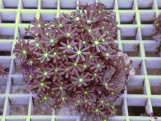 画像1: No.2 ハナヅタ　グリーンコア (1)