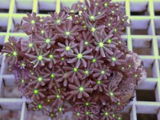 画像2: No.2 ハナヅタ　グリーンコア (2)