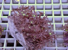 画像1: No.3 ハナヅタ　グリーンコア (1)