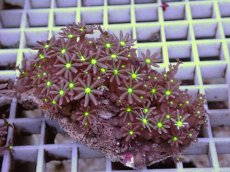 画像1: No.4 ハナヅタ　グリーンコア (1)