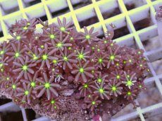 画像2: No.4 ハナヅタ　グリーンコア (2)