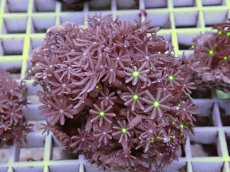 画像1: No.5 ハナヅタ　グリーンコア (1)